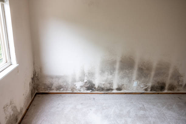 Best HVAC Mold Inspection and Cleaning  in Crystal Lake, CT