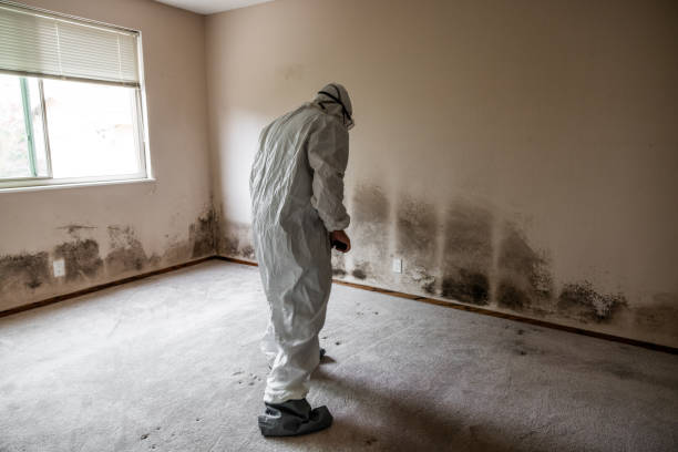 Best Residential Mold Inspection & Testing  in Crystal Lake, CT